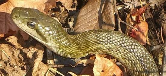 unknown snake