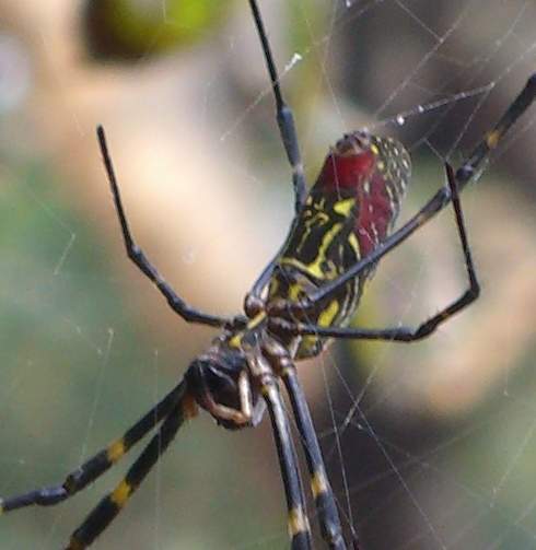 unknown spider underside, Tokyo bay island