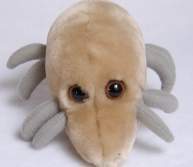dust mite