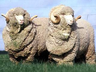 thanks for the wool, guys