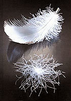 down and feather