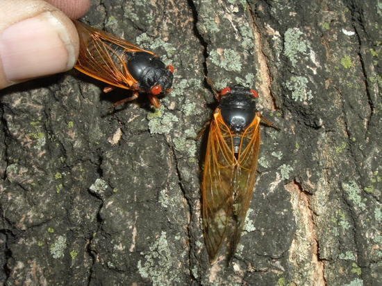 17 year locust/cicada