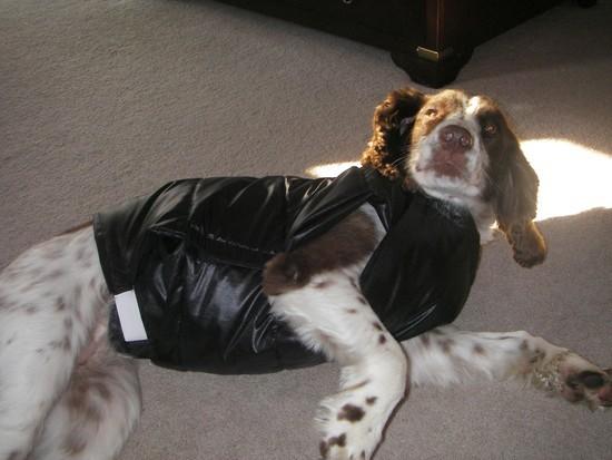 k-9 vest
