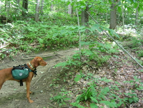 Trigger on the Long Trail