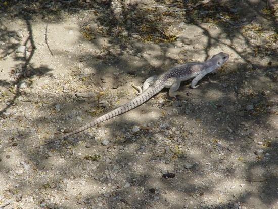 joshua tree lizard