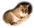 possum