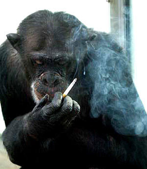 chimp