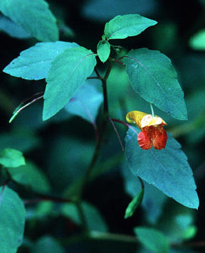 Jewelweed