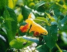 Spotted Jewelweed