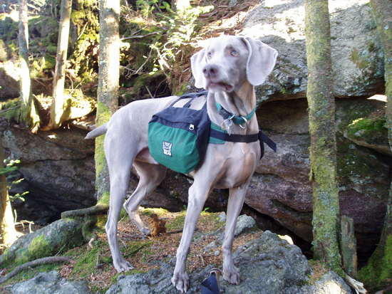 My Hiking Buddy
