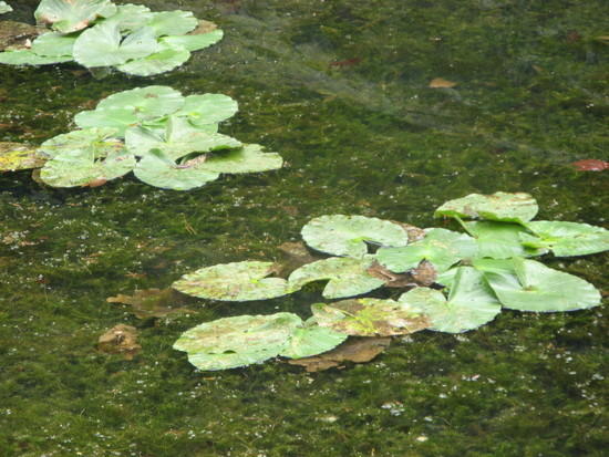 Lillies