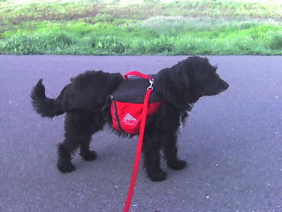 Sadie with backpacks