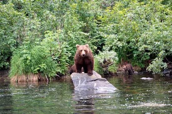 watchful sow looks to feed cubs