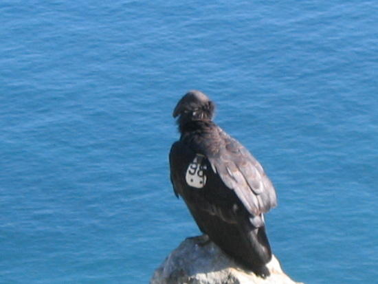 condor!