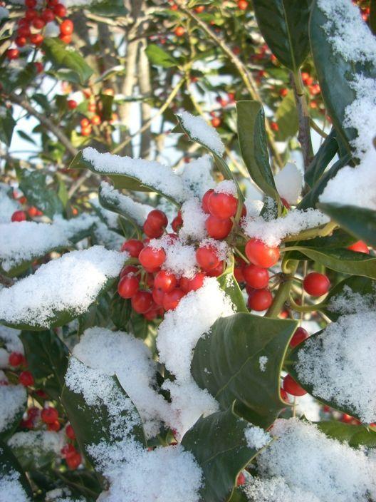 holly