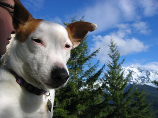 dog