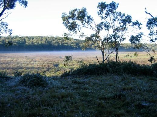 Black Swamp, morning