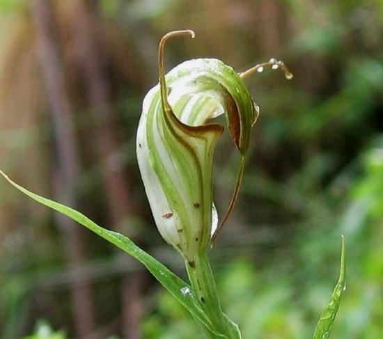 Greenhood orchid, Barrington Tops