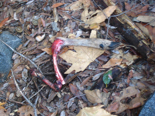 Deer Leg