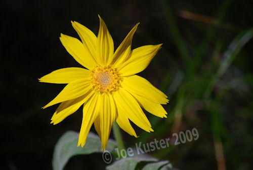 Flower