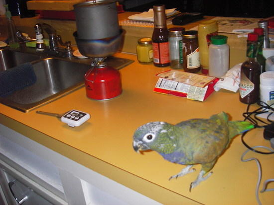 Betty Crocker Parrot