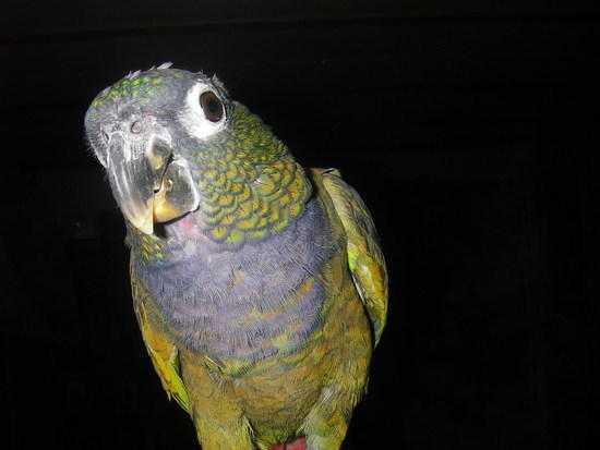 Betty Crocker Parrot 2