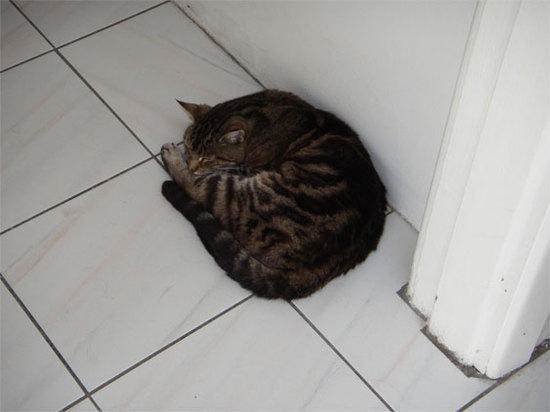 Cool cat