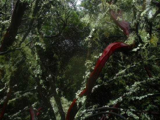 manzanita