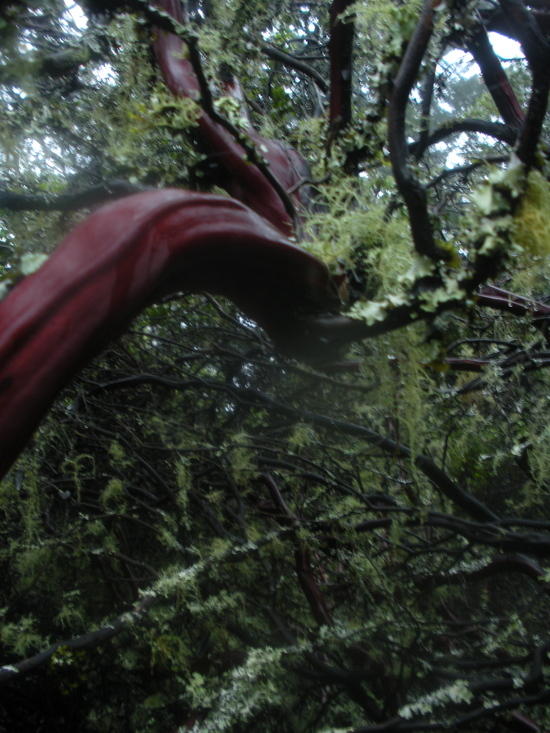 manzanita