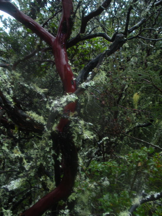 manzanita