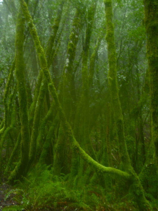 trees