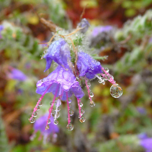 Flora