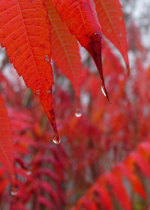 sumac