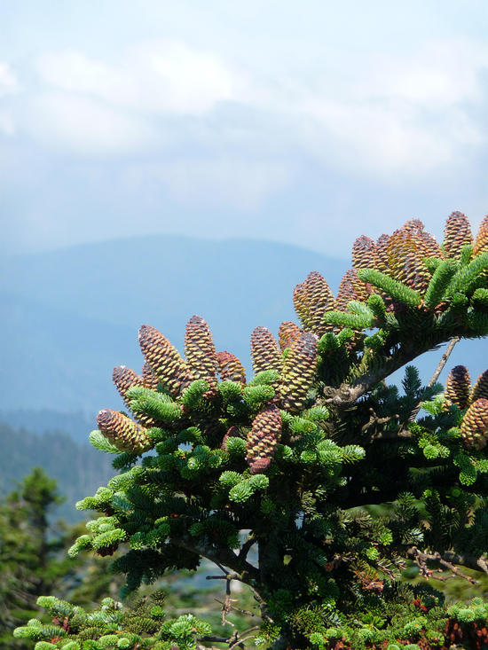 pinecones