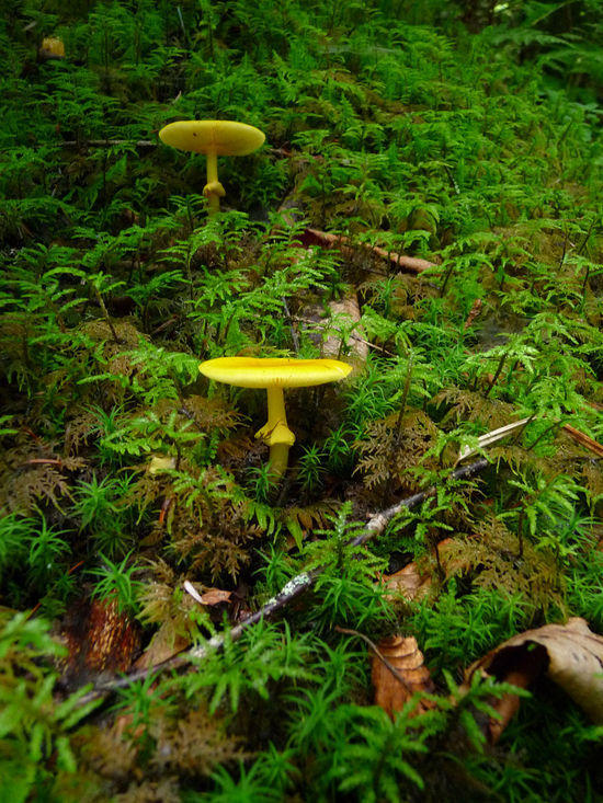yellow mushrooms
