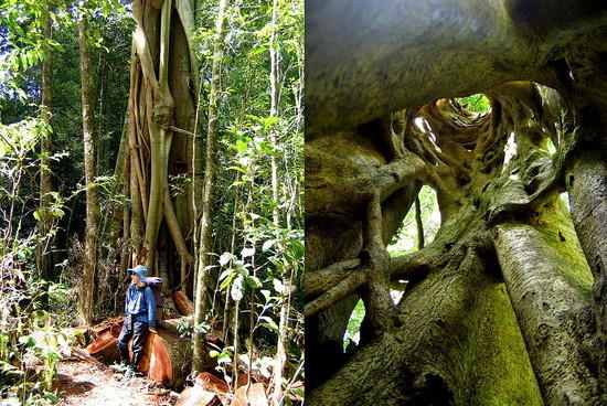 Strangler Figs at Barrington Tops