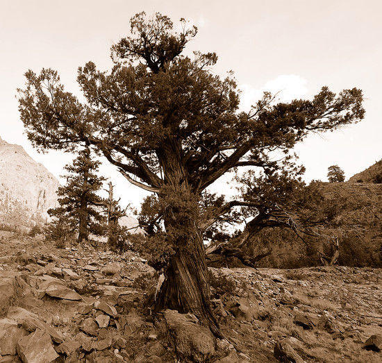 sierra tree