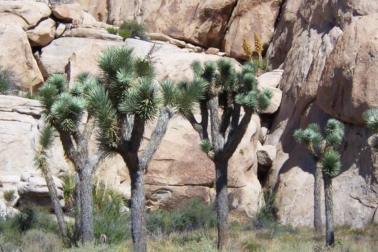 Joshua Trees