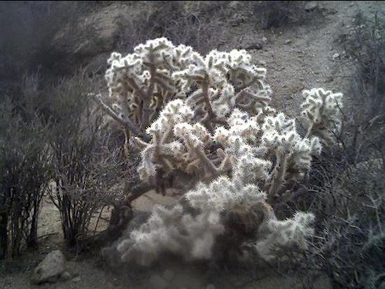 cholla