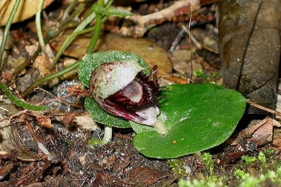 CorybasPruinosus