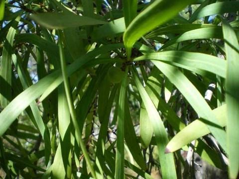 Snottygobble (Persoonia longifolia)