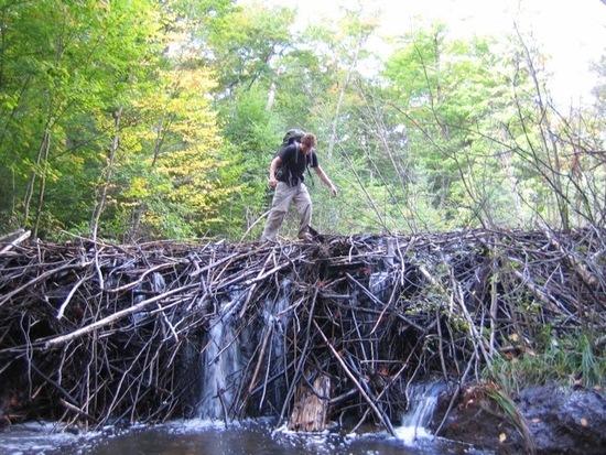 beaver dam