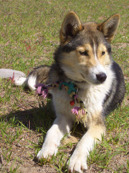 My dog