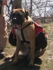 Ladybug (Mastiff girl)