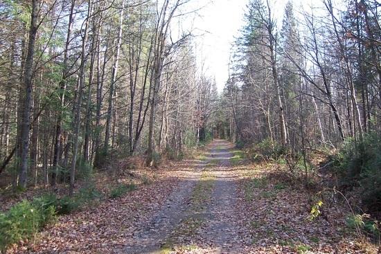 Mew Lake Road
