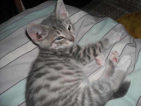 cat