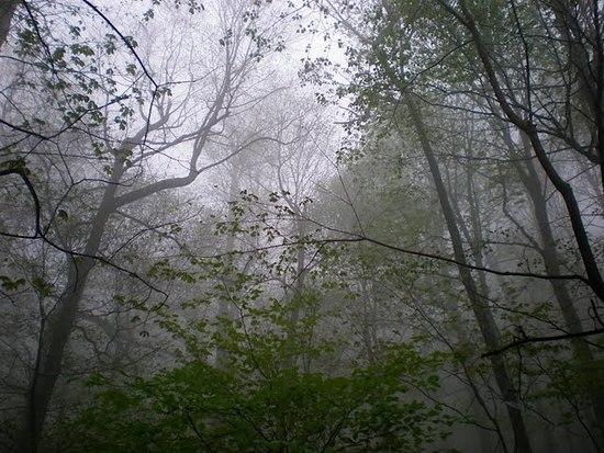 fog2