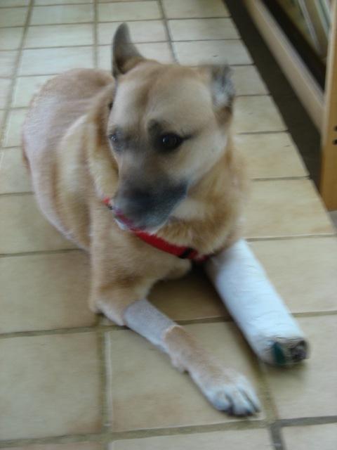 Casey in a cast