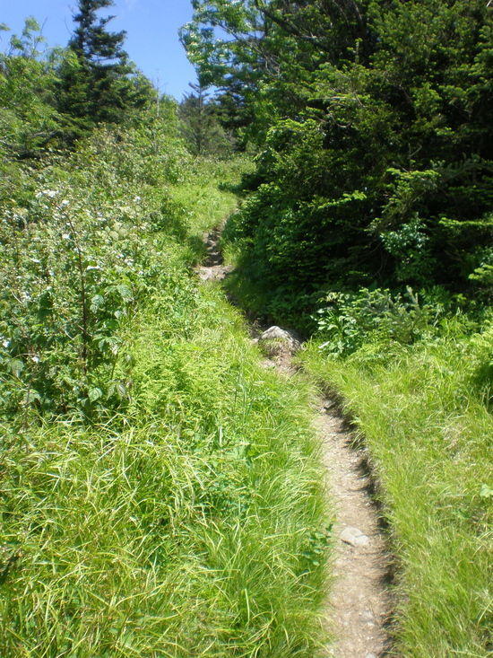 trail 2