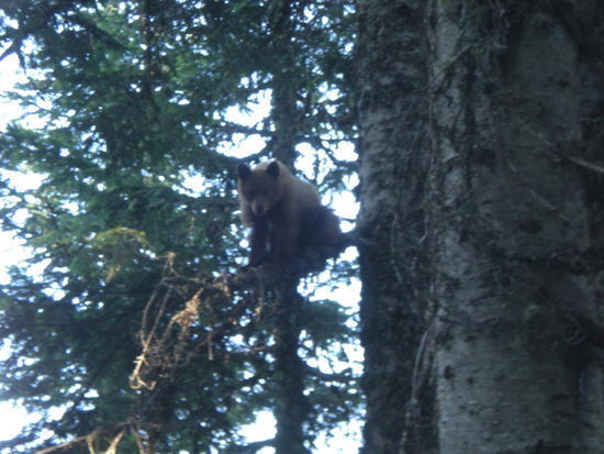 Bear in a tree